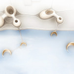 Organic Cities Luca Curci Architects